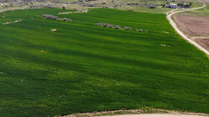 Trakyalı Çiftçi Korkulu Rüyadan Uyandı