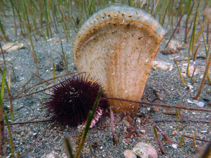 Marmara Denizi İçin Yeni Umudun Adı: Pina