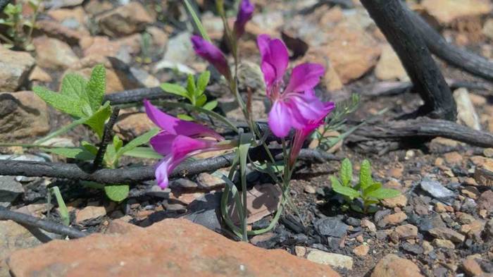 Yangında Zarar Gören Bördübet’in Eko Sistemi Yakından Takip Ediliyor