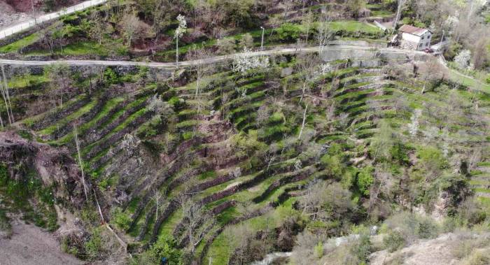 Artvinli Duvar Ustasının Dik Yamaçtaki 60 Yıllık Tarım Öyküsü