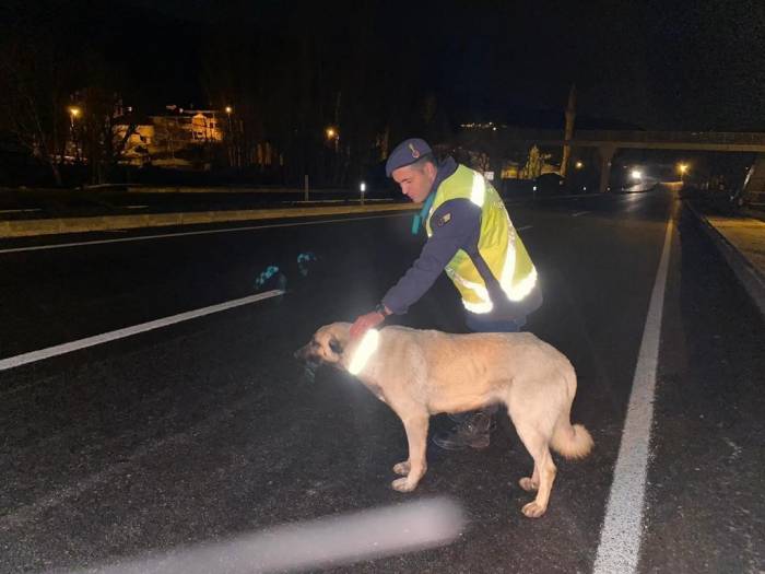 Bingöl’de Sokak Hayvanlarına Reflektif Tasma Takıldı