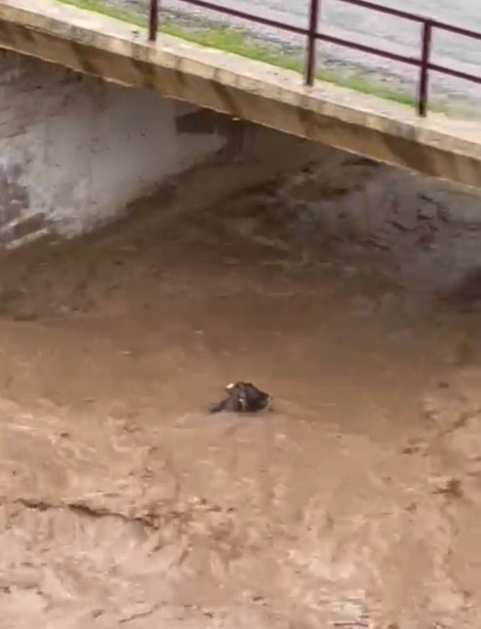 Sele Kapılan İnek Telef Oldu