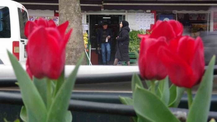 Caddeler Laleler İle Donatıldı, Oluşan Görsel Şölen Dikkat Çekti