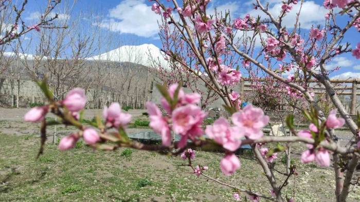 Türkiye’nin Çatısı Olarak Nitelendirilen Ağrı Dağı Eteklerinde Meyve Bahçesi İle Turistleri Bekliyor