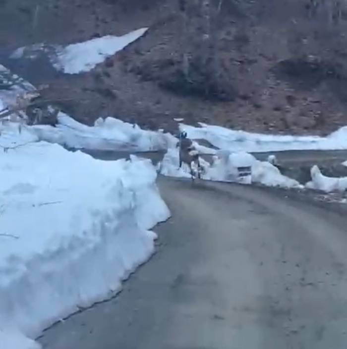 Düzce Ormanlarında Karaca Görüntülendi