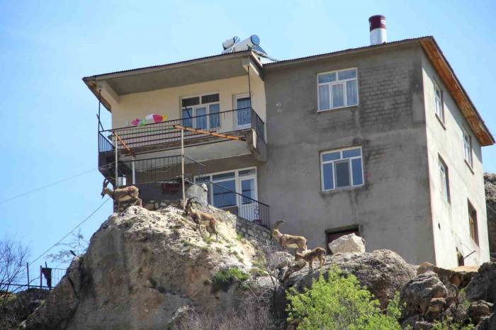 İlk Defa Görenler Heykel Sandı: Yaban Keçileri İlçeyi Mesken Tuttu