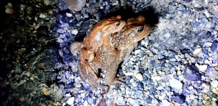 Sırtında Yavrusuyla Göle Gitti