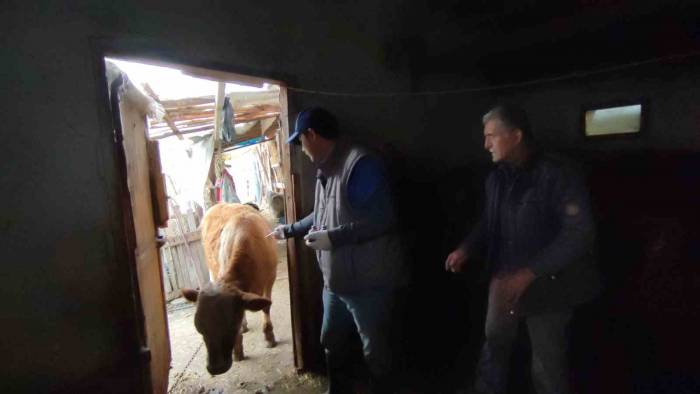 Bartın’da Şap Hastalığının Aşılamasında Sona Gelindi