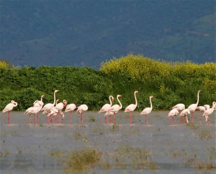 Söke Ovası’nın Balerini Allı Turnalar, Tarlalara İndi