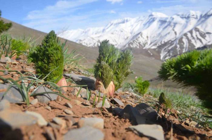 Şırnaklıların Heliz Otu Mesaisi Başladı: Yazın Toplanıyor Kışın Hayvanlara Yem Olarak Veriliyor