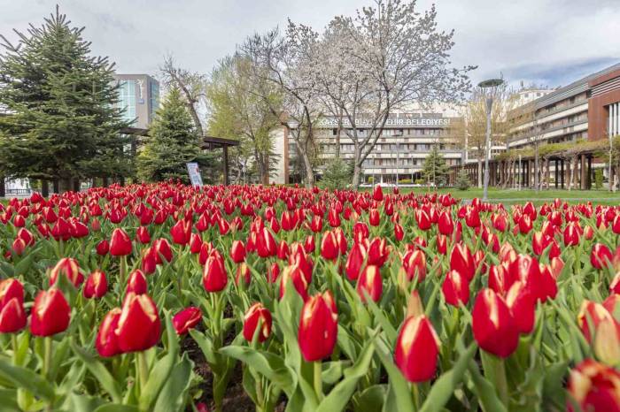 Büyükşehir, 3 Milyon Çiçek İle Şehri Çiçek Bahçesine Dönüştürecek