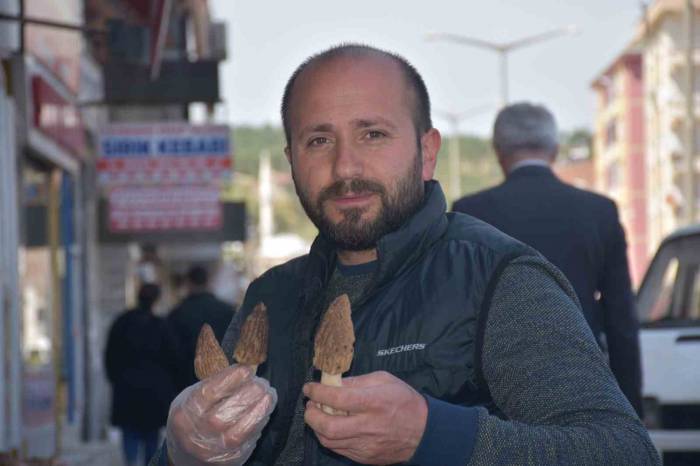 Ağaçların Altından Toplanıyor, Kilosu 250 Liradan Satılıyor