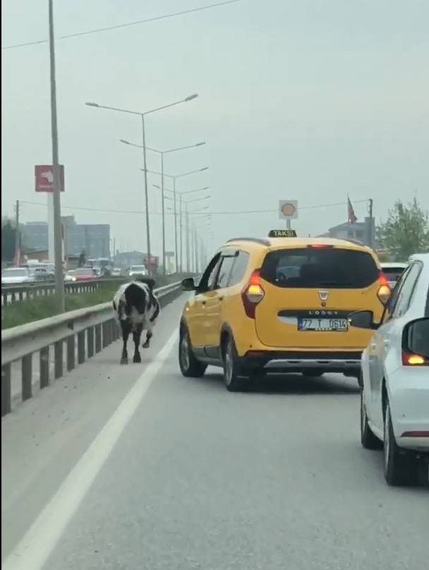 Yalova - Bursa Kara Yoluna Çıkan İnek Trafiği Aksattı