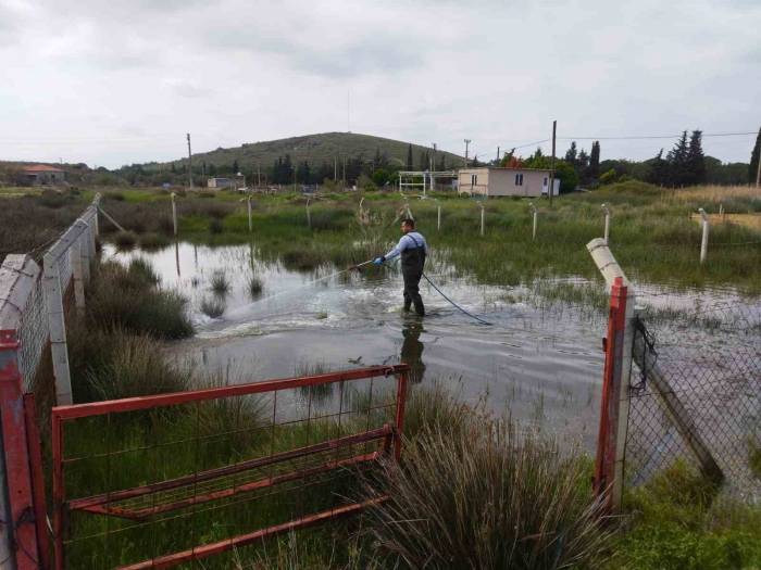 Ayvalık’ta Sivrisinek Larvalarıyla Amansız Mücadele Sürüyor