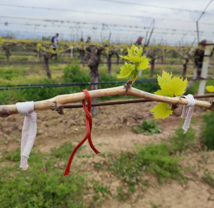 Denizli’nin Bağlarında Salkım Güvesiyle Mücadele Sürüyor