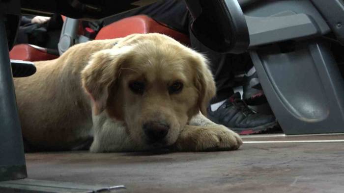 Otobüsteki İnatçı Köpek Polisin Uyarısıyla İndi