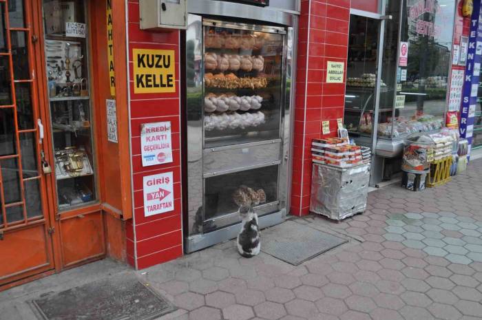 Yiyemediği Etleri Hayranlıkla İzledi