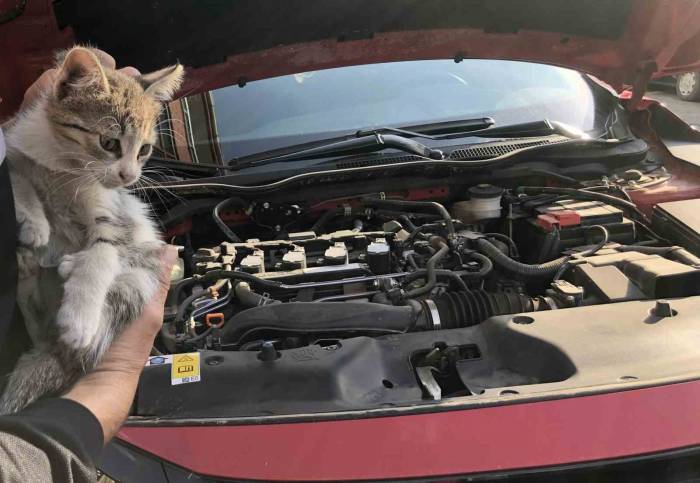 Otomobilin Motor Kısmına Giren Yavru Kedi Kurtarıldı