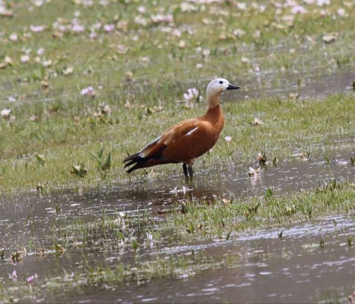 Sadakatin Simgesi Olan ‘angut Kuşları’ Üreme Alanlarına Döndü