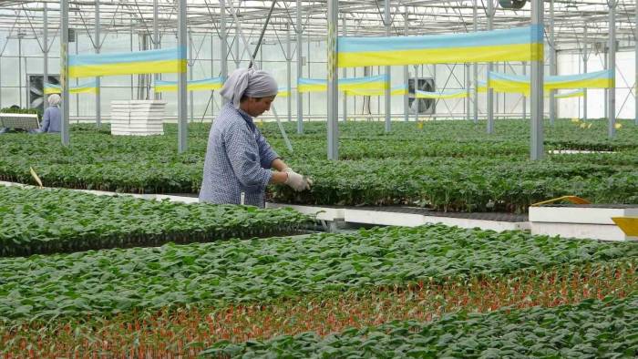 Türkiye’nin Yazlık Ve Kışlık Sebze Fideleri Bafra Ovası’ndan