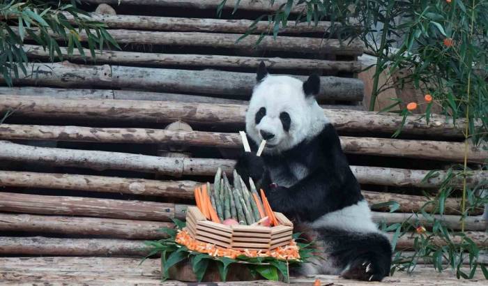 Tayland’da Dev Panda Lin Hui 21 Yaşında Hayatını Kaybetti