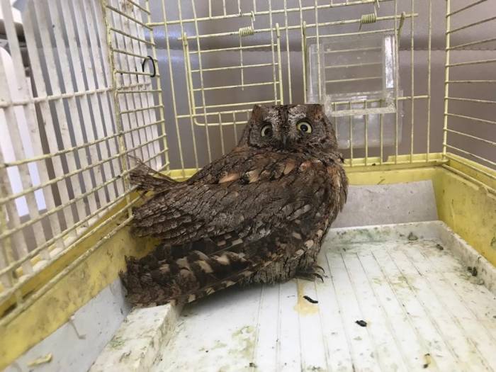 Arazide Bitkin Halde Bulunan İshak Kuşu Tedavi Altına Alındı