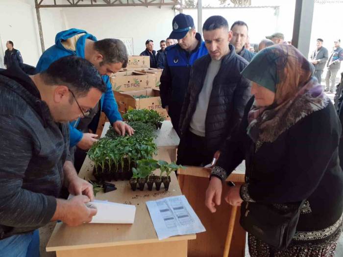 Sinop’ta 530 Seracıya 61 Bin Sebze Fidesi Dağıtıldı