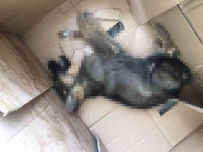 Kutu İçerisindeki Ölü Köpek Ekipleri Harekete Geçirdi