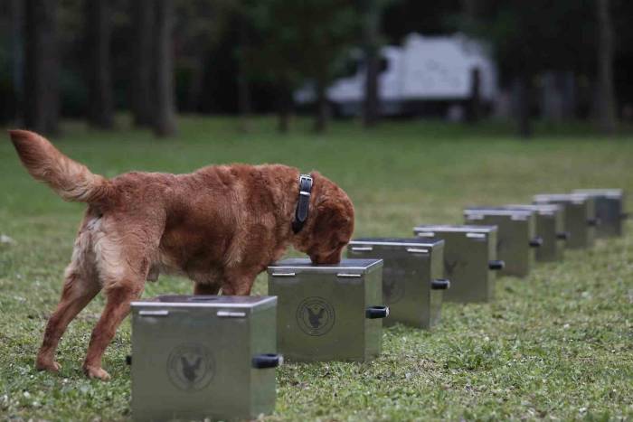 Bomba Uzmanı Köpeklerin Nefes Kesen Eğitimi