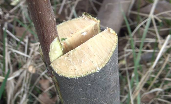 Meyve Ağaçlarında Aşılama Dönemi Başladı