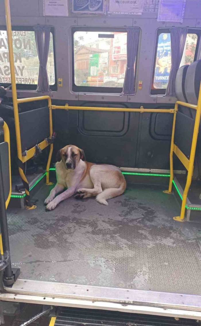 Edremit’te Yolculuğu Seven Köpek Minibüsçülerin Maskotu Oldu
