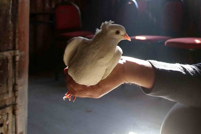 Sahibinin Ömrünü Uzatan Güvercin