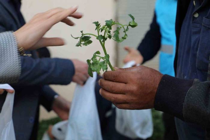 Örtü Altı Sebze Üreticilerine Fide Desteği
