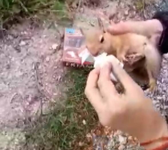 Yolda Yaralı Bulduğu Sincaba Vatandaştan Şefkat Eli