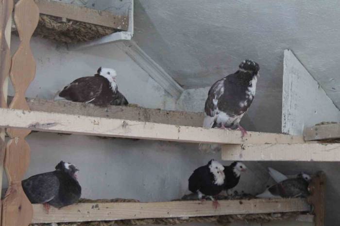 Türk Fısıldayıcısı Olarak Kayıtlara Geçen Bayburt Güvercini İlgi Çekmeye Devam Ediyor