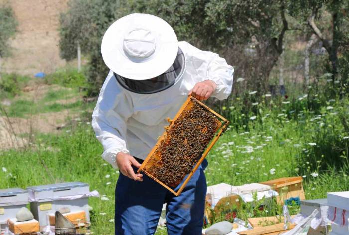 Adana’da Bal Üretiminde Bu Sene Rekor Kırılacak
