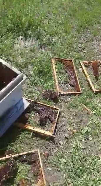 Aç Kalan Ayı Arı Kovanlarını Parçaladı