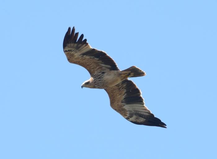 “kuş Oteli” Hersek Lagünü’nde Tür Sayısı Şah Kartalıyla 253’e Çıktı