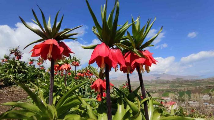 Van’da 60 Kilometre Arayla İki Mevsim Yaşanıyor