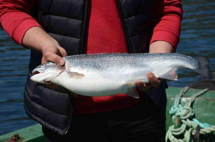 Türk Somonu, Rusya, Japonya Ve Ab Ülkelerine İhraç Ediliyor: Ordu Ekonomisine Yıllık Katkısı 550 Milyon Tl