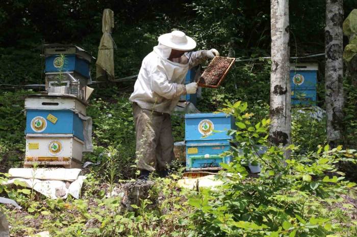 Bal Ormanı Sayısının İki Yıl İçerisinde 844’e Çıkarılması Planlanıyor