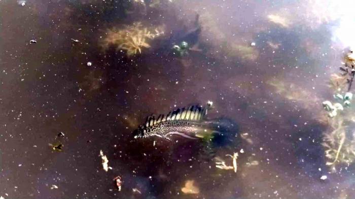 Bursa’da İlk Kez Görüntülenmişti...o Türün Cinsi Belli Oldu