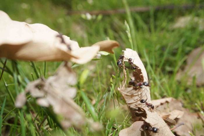 Şırnak’ta Havaların Isınmasıyla Karıncalar Yuvalarından Çıkıyor