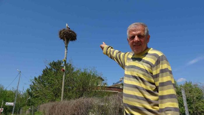 Ulaş Köyü Leylekleri 15 Yıl Köyde İkinci Bir Yuva Oluşturdu