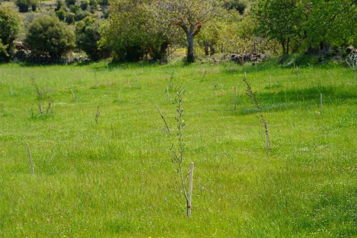 Dağıtılan Fidanlar Toprakla Buluşmaya Devam Ediyor