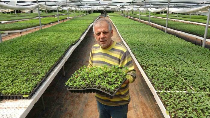 Ata Tohumu Fideler, Dikim Olgunluğuna Ulaştı