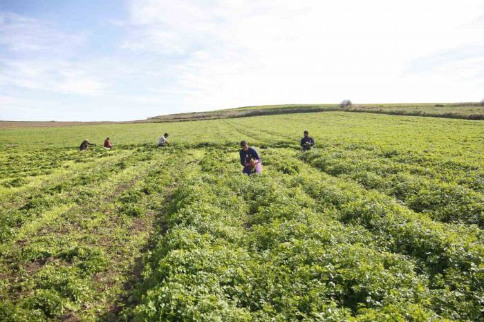 Adana’da Kadın Kooperatifi Üreticiyi Destekliyor