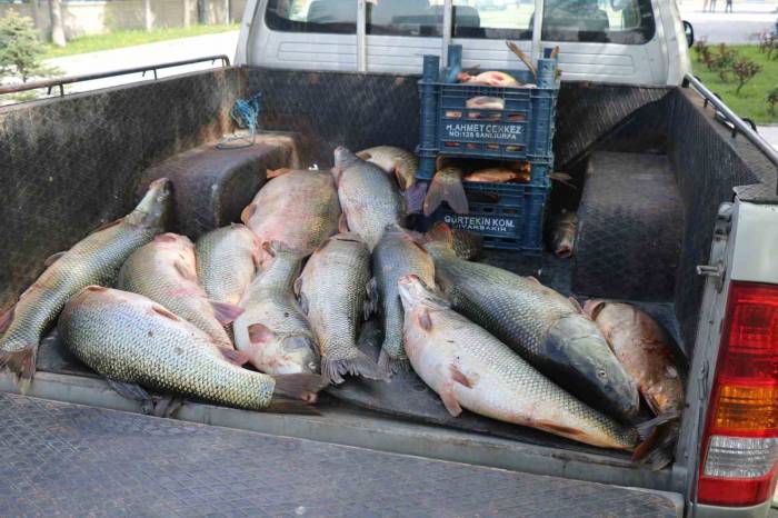 Elazığ’da Kaçak Avlanan 2,5 Ton Balık Ele Geçirildi