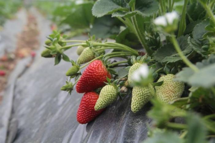 Isparta’da Yılın İlk Çilek Hasadı Başladı