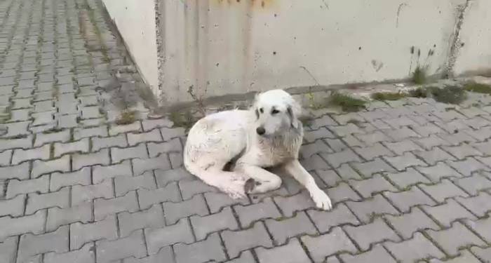 İzmir’de Köpeğe İşkence Anbean Kamerada